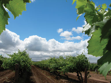Le monde du vin : Prédictions pour 2012