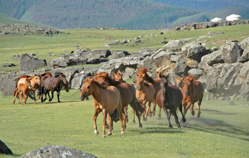 [GRANDES RÉSERVES ANIMALIÈRES] La Mongolie : une immensité brute et constractée