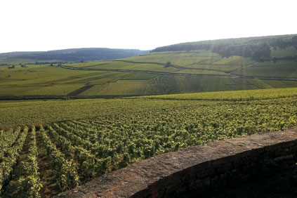 Domaine Mallard – La Bourgogne selon Patrick Mallard