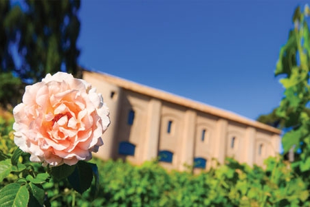 Régine Sumeire : Une rose dans les vignes