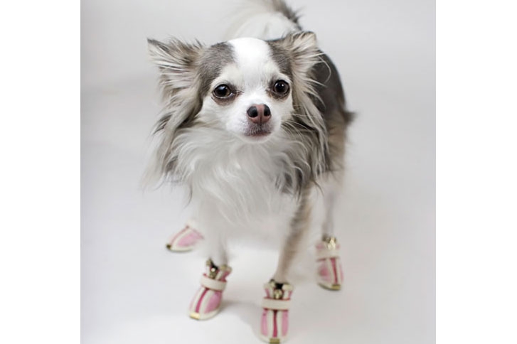 Votre chien a-t-il besoin d’être chaussé pour l’hiver ?