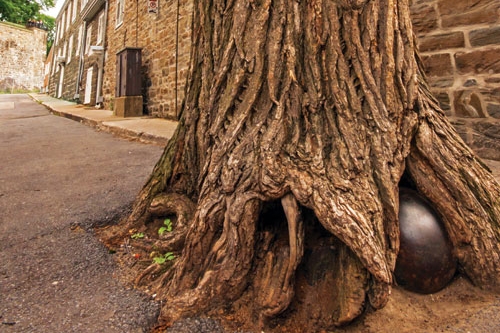 L’arbre au boulet de la rue Saint-Louis aurait-il enfin révélé son secret ?