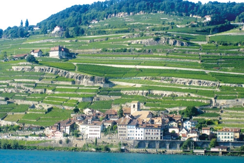 Virée dans le vignoble valaisan en Suisse