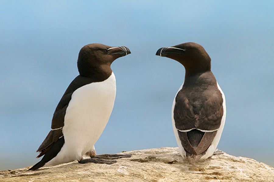 Naviguer parmi 1000 petits pingouins avec Croisière AML
