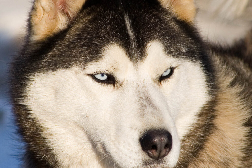 chien husky