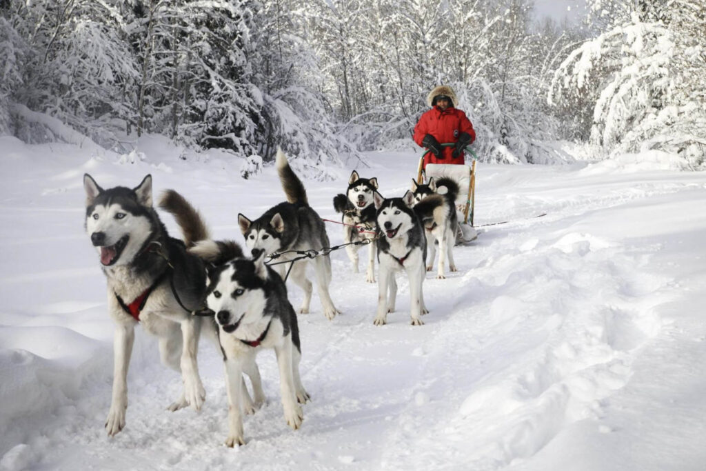 traineaux chiens