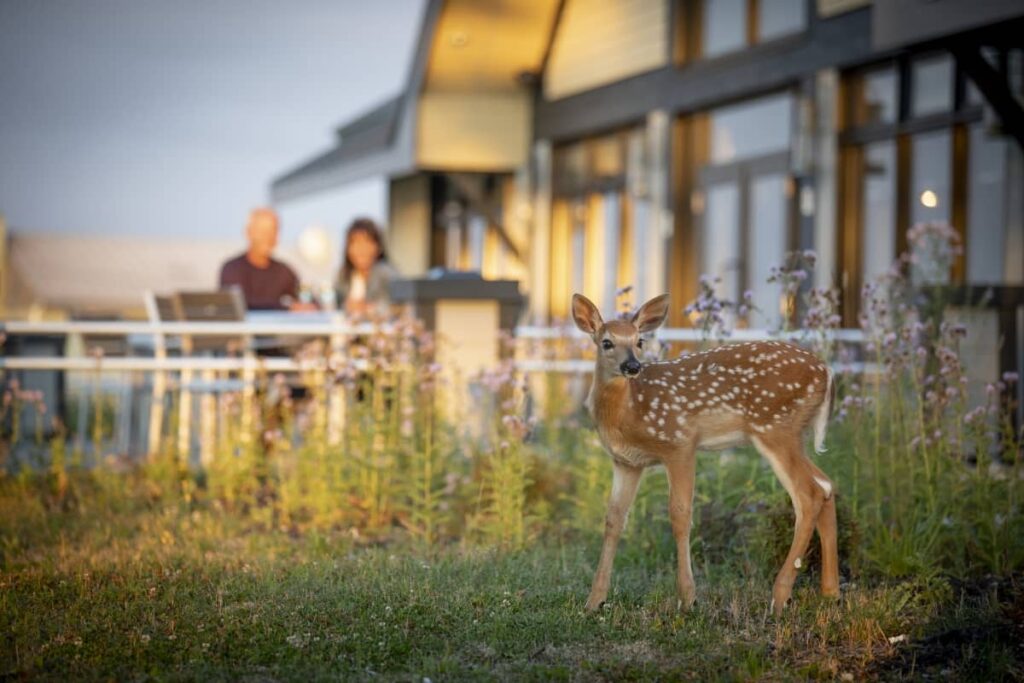 Anticosti : quand la nature sauvage devient séjour d’exception